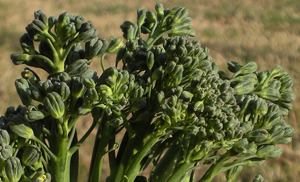 Broccolini 